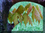 leaf.jpg (464790 bytes)