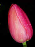 tulip2.jpg (376632 bytes)